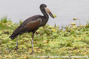 Selous Game Reserve - Tanzania