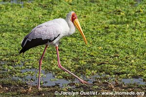 Selous Game Reserve - Tanzania