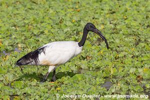 Selous Game Reserve - Tanzania