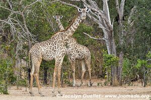 Réserve faunique du Selous - Tanzanie