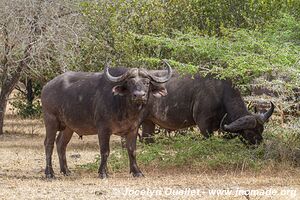 Selous Game Reserve - Tanzania