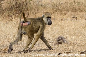 Réserve faunique du Selous - Tanzanie