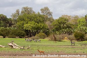 Selous Game Reserve - Tanzania