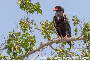 Selous Game Reserve - Tanzania