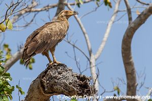 Selous Game Reserve - Tanzania