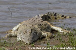 Réserve faunique du Selous - Tanzanie