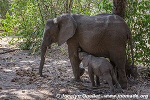 Réserve faunique du Selous - Tanzanie