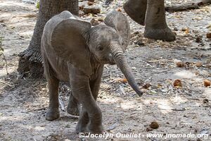 Selous Game Reserve - Tanzania