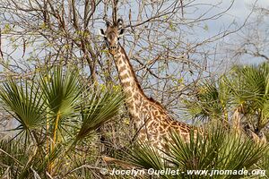 Selous Game Reserve - Tanzania