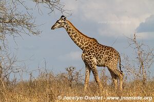 Selous Game Reserve - Tanzania