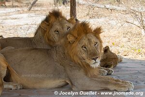 Selous Game Reserve - Tanzania