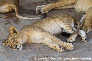 Selous Game Reserve - Tanzania