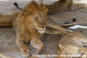 Selous Game Reserve - Tanzania