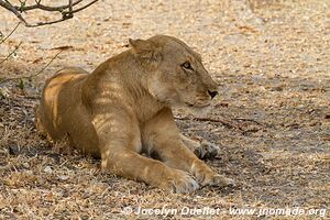 Selous Game Reserve - Tanzania