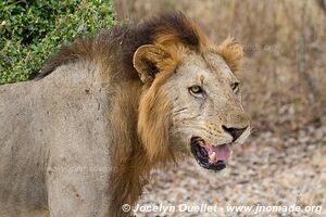 Selous Game Reserve - Tanzania