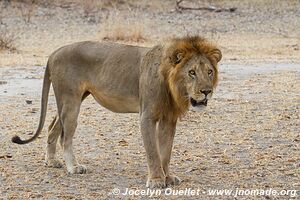 Selous Game Reserve - Tanzania