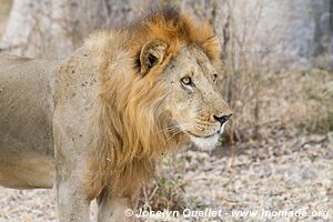 Réserve faunique du Selous - Tanzanie