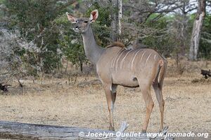 Réserve faunique du Selous - Tanzanie