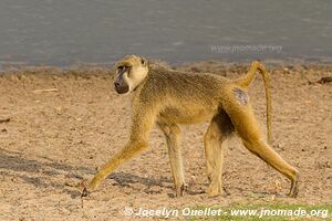 Selous Game Reserve - Tanzania