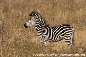 Réserve faunique du Selous - Tanzanie