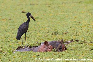 Selous Game Reserve - Tanzania