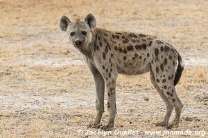 Réserve faunique du Selous - Tanzanie