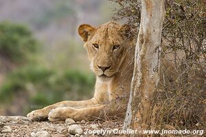 Réserve faunique du Selous - Tanzanie