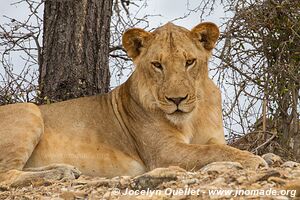 Selous Game Reserve - Tanzania