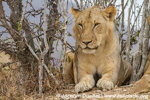 Réserve faunique du Selous - Tanzanie