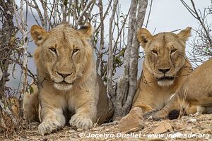 Réserve faunique du Selous - Tanzanie