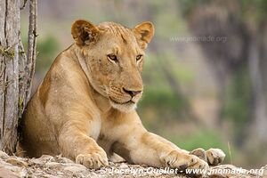 Réserve faunique du Selous - Tanzanie