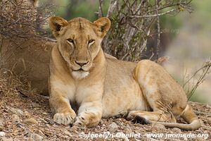 Selous Game Reserve - Tanzania