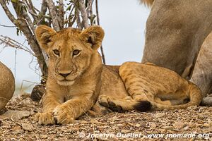 Selous Game Reserve - Tanzania