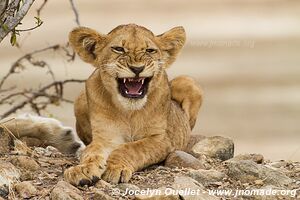 Réserve faunique du Selous - Tanzanie