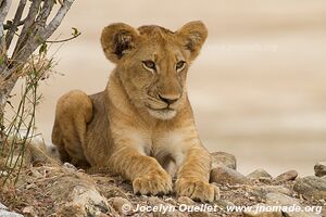 Selous Game Reserve - Tanzania