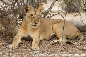 Selous Game Reserve - Tanzania