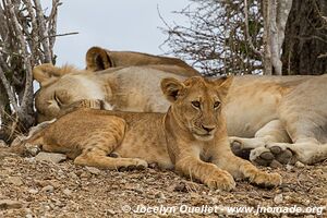 Selous Game Reserve - Tanzania