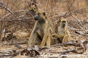 Réserve faunique du Selous - Tanzanie