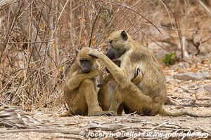 Selous Game Reserve - Tanzania