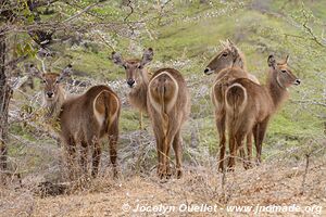 Selous Game Reserve - Tanzania