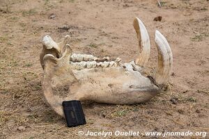 Selous Game Reserve - Tanzania