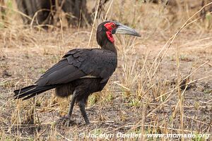 Selous Game Reserve - Tanzania