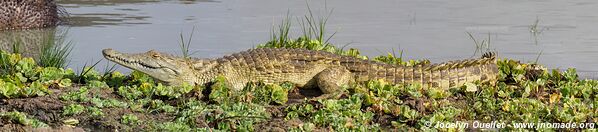 Réserve faunique du Selous - Tanzanie