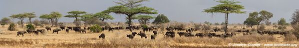 Selous Game Reserve - Tanzania