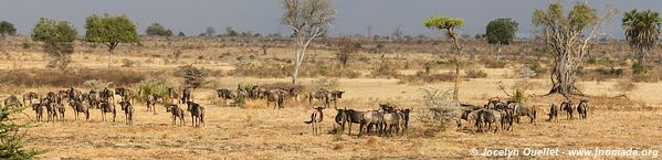 Selous Game Reserve - Tanzania