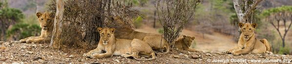 Réserve faunique du Selous - Tanzanie