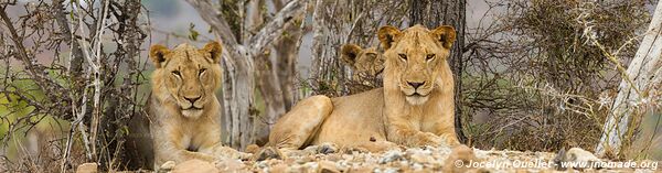 Réserve faunique du Selous - Tanzanie