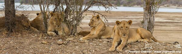 Réserve faunique du Selous - Tanzanie