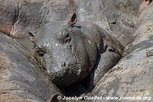 Katavi National Park - Tanzania