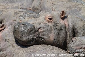 Katavi National Park - Tanzania